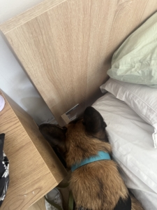 Chien de Punaises Expert en intervention pour trouver des punaises de lit sur un matelas