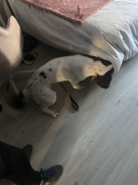 Détection canine d'un matelas potentiellement infesté de punaises de lit.