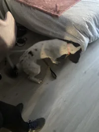 Détection canine d'un matelas potentiellement infesté de punaises de lit.