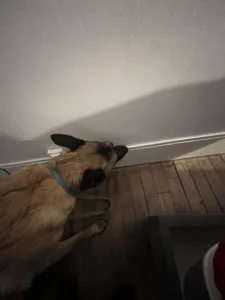 Chien renifleur formé à la détection des punaises de lit, marquant une plinthe suspecte