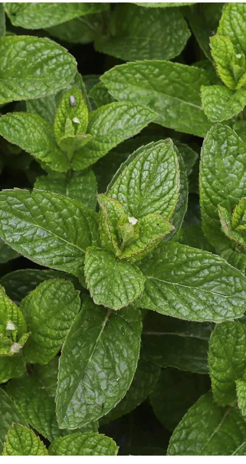 menthe poivrée contre les punaises