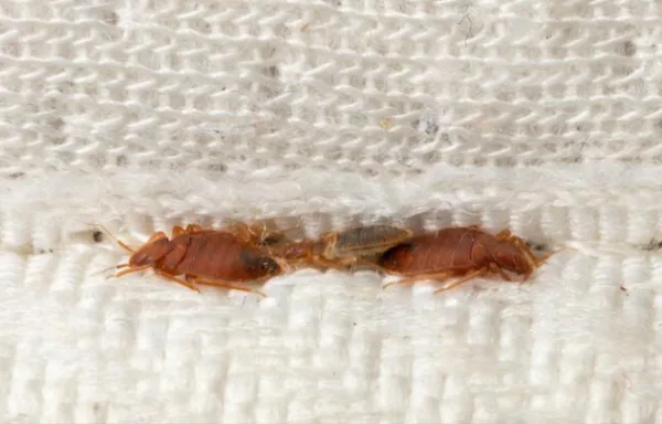 Punaises de lit cachées dans une couture de matelas