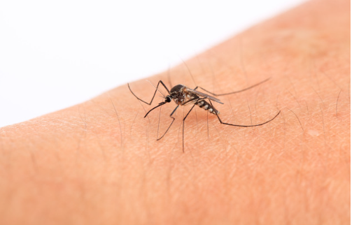 Moustique en train de piquer une peau humaine.