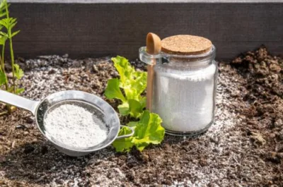 Terre de diatomée – Insecticide naturel écologique contre les nuisibles Terre de diatomée utilisée comme insecticide naturel dans un potager