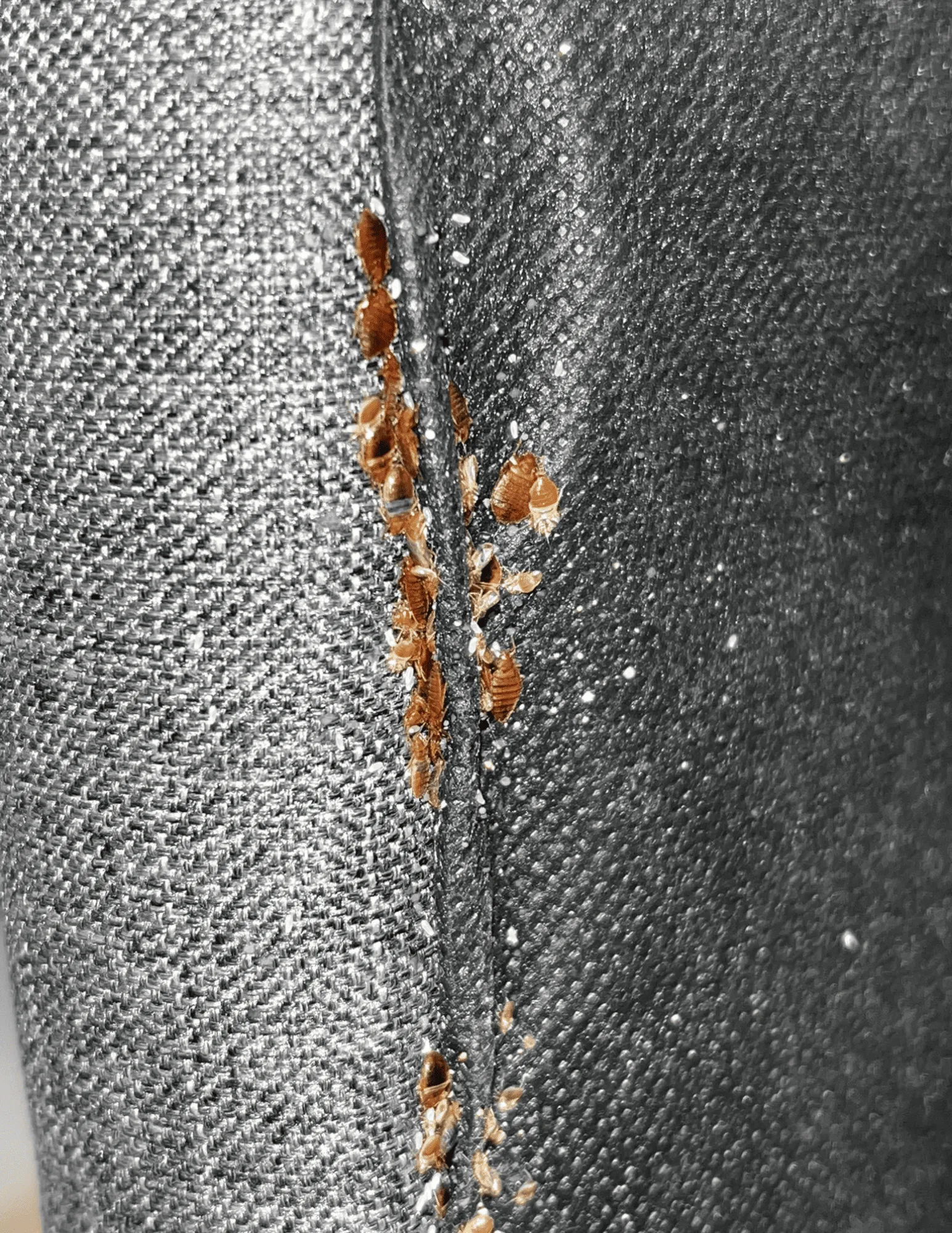 nid de punaise de lit nid de punaise de lit