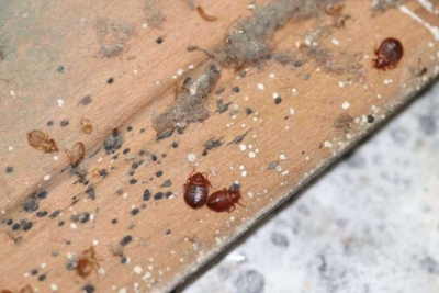 Infestation sévère de punaises de lit sur une latte en bois