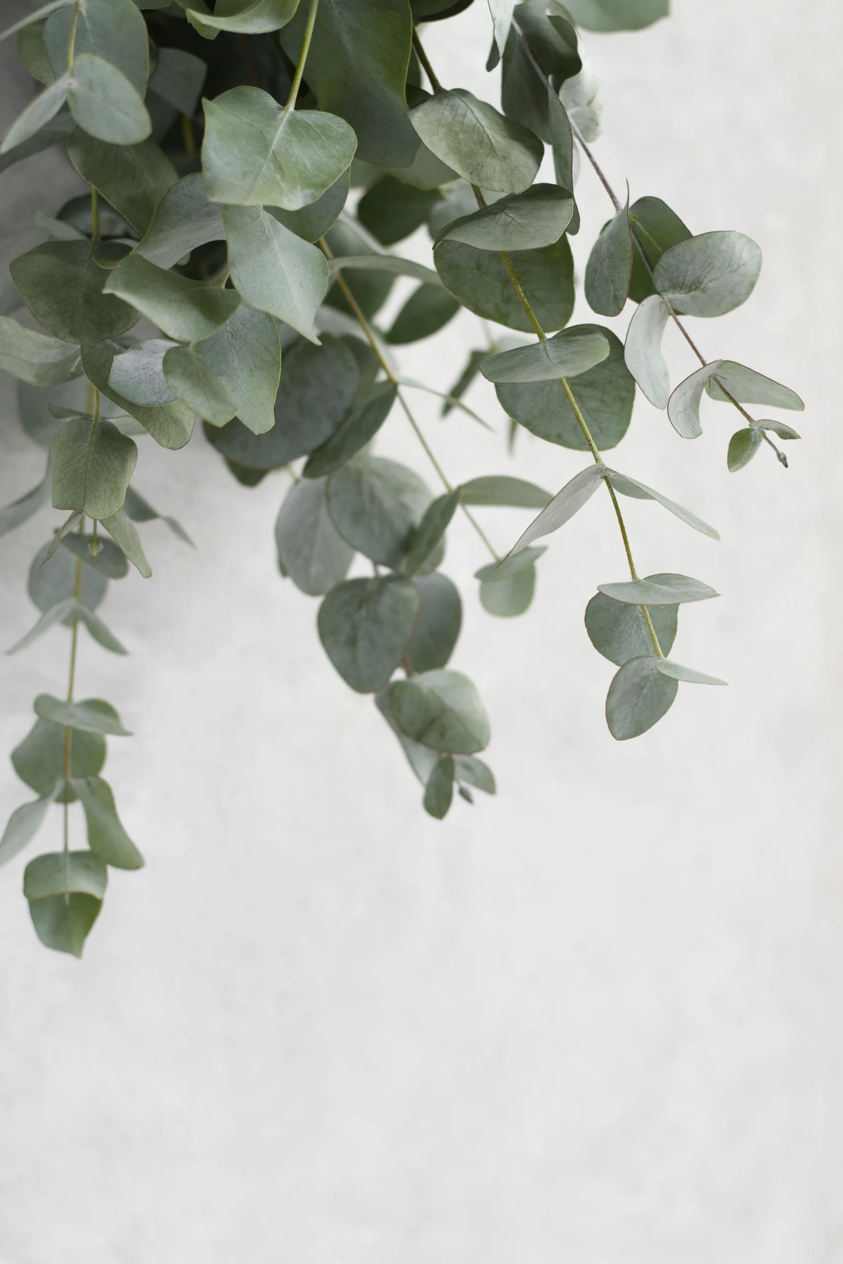 eucalyptus