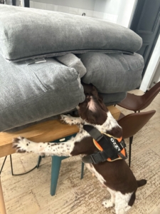 Tarif chien détecteur punaise de lit qui inspecte un canapé.