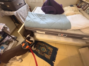 Détection canine punaise de lit Détection canine punaise de lit dans une chambre