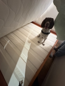 Detection canine ozzy sur un matelas.