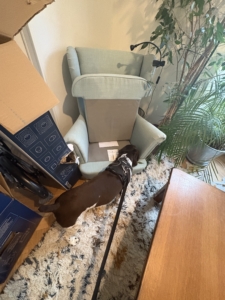 Détection canine d'un canapé.